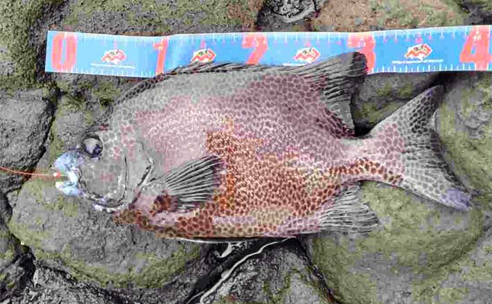 【未使用】新 岩手の海釣り 新岩手の海釣り―航空写真で見る |本 | 通販 | Amazon
