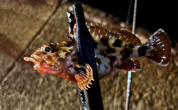 垂水漁港でのライトルアー釣行で待望のメバルと対面【兵庫】岸壁の際でヒット