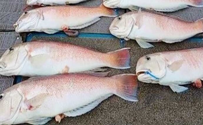 関西エリアの【船釣り特選釣果】タイラバで50cm級筆頭にシロアマダイが続々ヒット中！