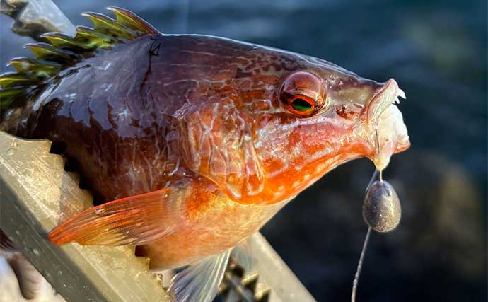 深日港でのアジング釣行で豆々アジとカマス手中【大阪】穴釣りではカサゴと対面