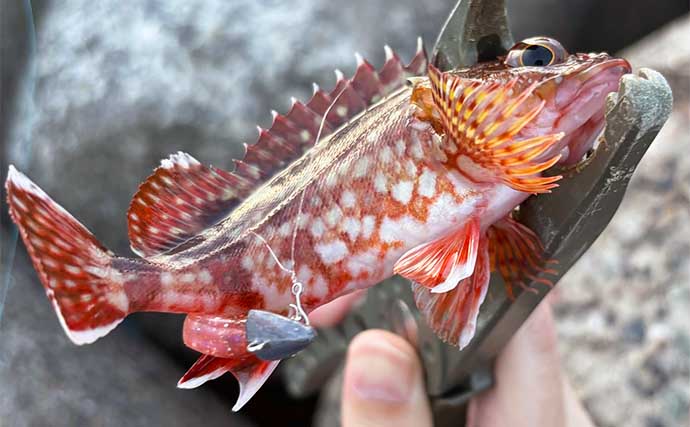 深日港でのアジング釣行で豆々アジとカマス手中【大阪】穴釣りではカサゴと対面