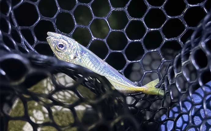 深日港でのアジング釣行で豆々アジとカマス手中【大阪】穴釣りではカサゴと対面