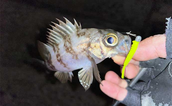 陸っぱりメバリング釣行でメバル連打【北九州】0.5g以下の軽量ジグヘッドに好反応