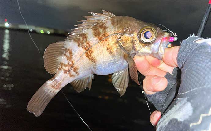 陸っぱりメバリング釣行でメバル連打【北九州】0.5g以下の軽量ジグヘッドに好反応