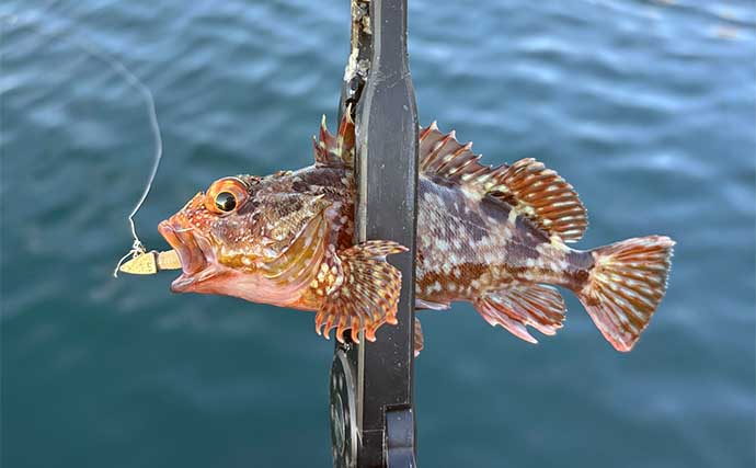 深日港でのアジング釣行で豆々アジと対面【大阪】リグ回収直前の表層でヒット