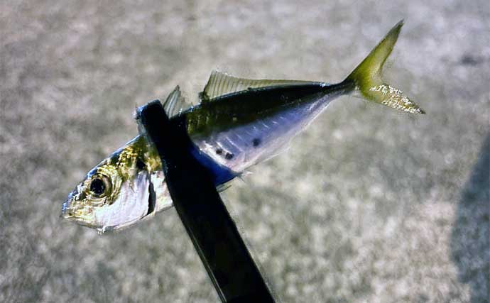 深日港でのアジング釣行で豆々アジと対面【大阪】リグ回収直前の表層でヒット