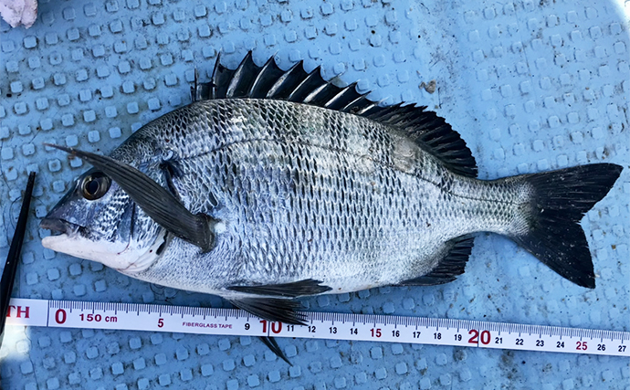 初冬のかかり釣りで本命クロダイ複数枚をキャッチ【三重・海香渡船】