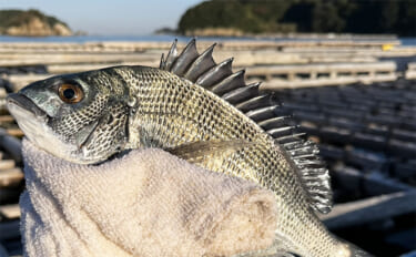 初冬のかかり釣りで本命クロダイ複数枚をキャッチ【三重・海香渡船】