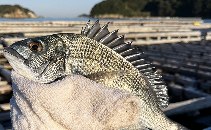 初冬のかかり釣りで本命クロダイ複数枚をキャッチ【三重・海香渡船