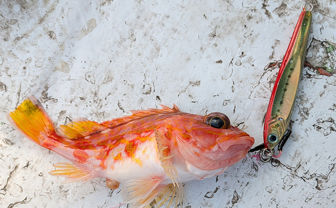 リレー便でティップラン・ジギング・タイラバに挑戦【三重】レア魚の大型ホウキハタが登場！