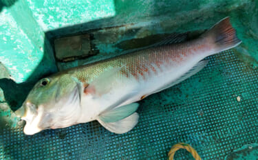 高級美味魚リレー釣行でキンメダイに良型シロアマダイをキャッチ【和歌山・…