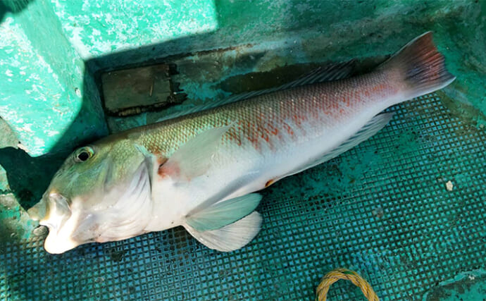 高級美味魚リレー釣行でキンメダイに良型シロアマダイをキャッチ【和歌山・那智勝浦】