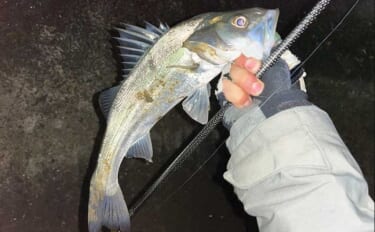 夜の河川でのルアー釣行でフッコ級シーバス手中【山口】最終手段はブラック…