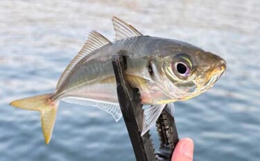 夕マヅメの堤防アジング釣行で25cm頭にマアジ7尾をキャッチ【大阪南港…