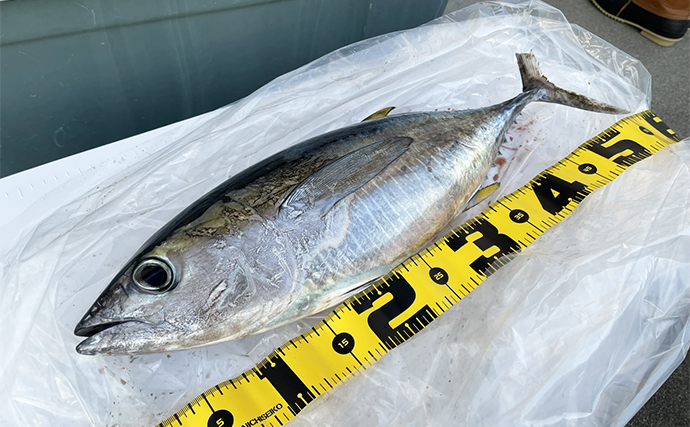 釣ったマグロを6日間かけて食べ切ってみた　4日目からはやっぱり肉が食べたくなる？