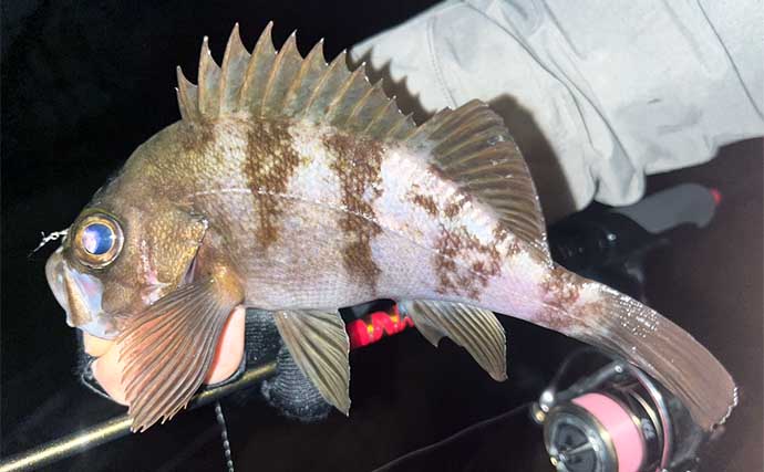 「メバリングがシーズン本格化！」仕事終わり釣行でメバル2桁キャッチ成功【福岡】