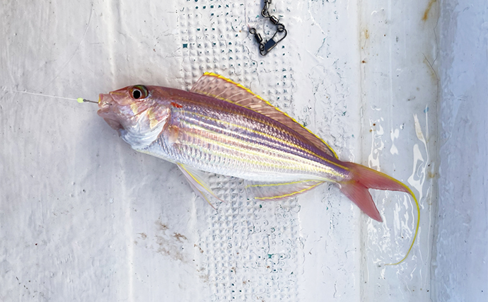 尾鷲湾のレンタルボート釣行でマダイに良型イトヨリにタマガシラなど多彩【三重】