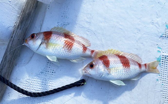 尾鷲湾のレンタルボート釣行でマダイに良型イトヨリにタマガシラなど多彩【三重】