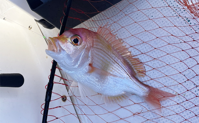 尾鷲湾のレンタルボート釣行でマダイに良型イトヨリにタマガシラなど多彩【三重】