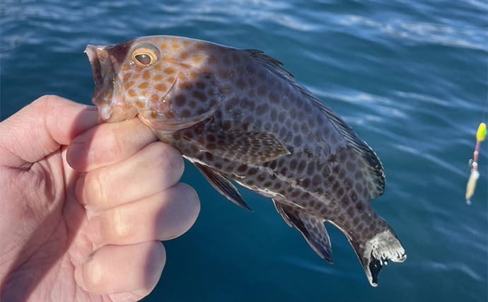 尾鷲湾のレンタルボート釣行でマダイに良型イトヨリにタマガシラなど多彩【三重】