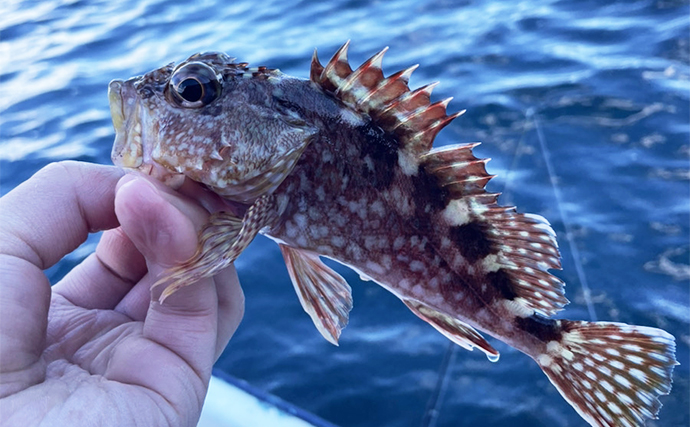 尾鷲湾のレンタルボート釣行でマダイに良型イトヨリにタマガシラなど多彩【三重】