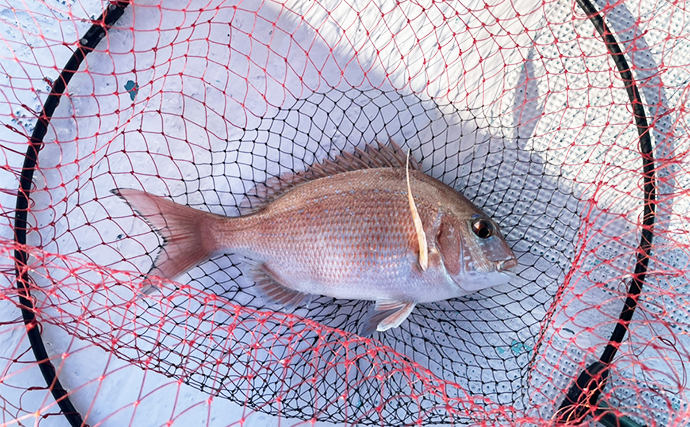 尾鷲湾のレンタルボート釣行でマダイに良型イトヨリにタマガシラなど多彩【三重】