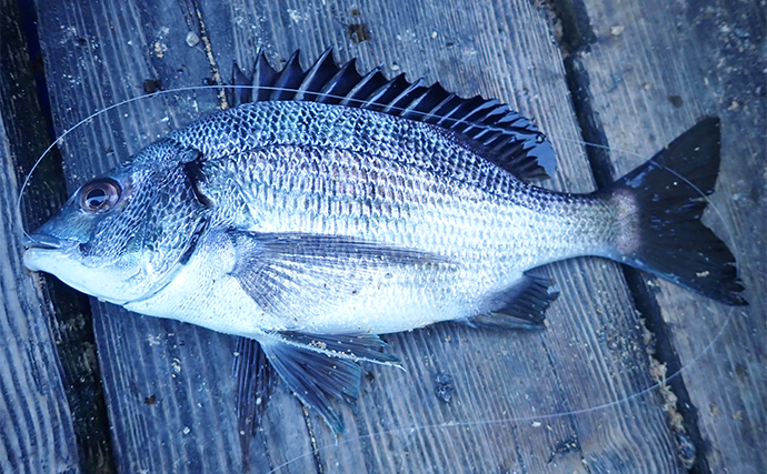 初めての「クロダイかかり釣り体験コース」で本命連発大満足！【静岡・ふじや釣舟店】