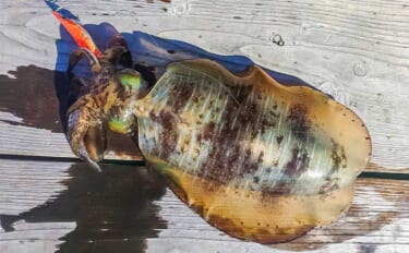 イカダでのノマセ釣り＆エギングの二刀流が熱い【三重・迫間浦】1.3kg…