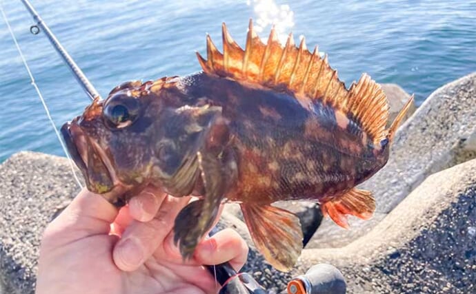 産卵期接岸のカサゴを狙った穴釣りで怪物級24cm含む良型7匹手中【三重・箕田テトラ帯】