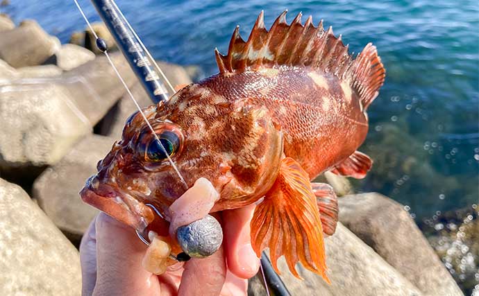 産卵期接岸のカサゴを狙った穴釣りで怪物級24cm含む良型7匹手中【三重・箕田テトラ帯】