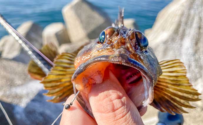 産卵期接岸のカサゴを狙った穴釣りで怪物級24cm含む良型7匹手中【三重・箕田テトラ帯】