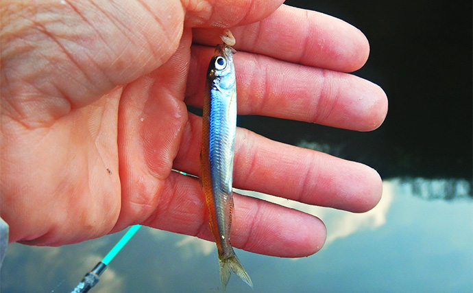 精進湖で久しぶりのワカサギ釣りを堪能【山梨】中層拾い釣りで544尾と納得の釣果