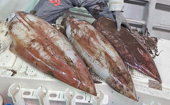 荒れる日本海で挑むタルイカ釣り【福井・敦賀湾】10kg超えを筆頭に3匹キャッチ成功！