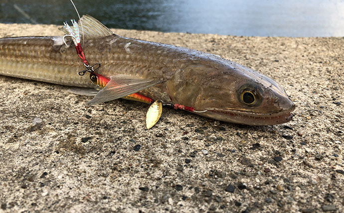 原料で多様化する「かまぼこ」の世界　高級品にはかつて深海魚が使われていた？