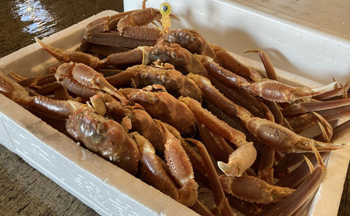 全国の【ブランド蟹】の初競り結果をおさらい 2024年の最高額は200万円