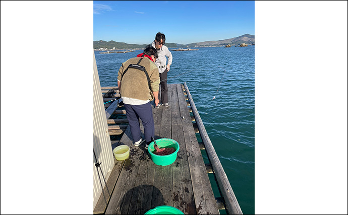 イカダでのサビキ釣りでアジ入れ食い【三重・海香】泳がせ釣りではハモがヒット