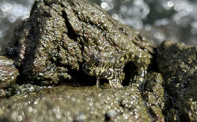 「魚なのに水中が苦手？」陸上をぴょんぴょん跳ね回るかわいい魚『ヤセタマカエルウオ』