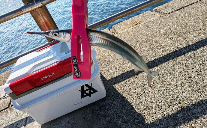 淡路島での堤防釣りでサヨリとガシラをキャッチ【兵庫】サヨリは30cm超えの良型ばかり