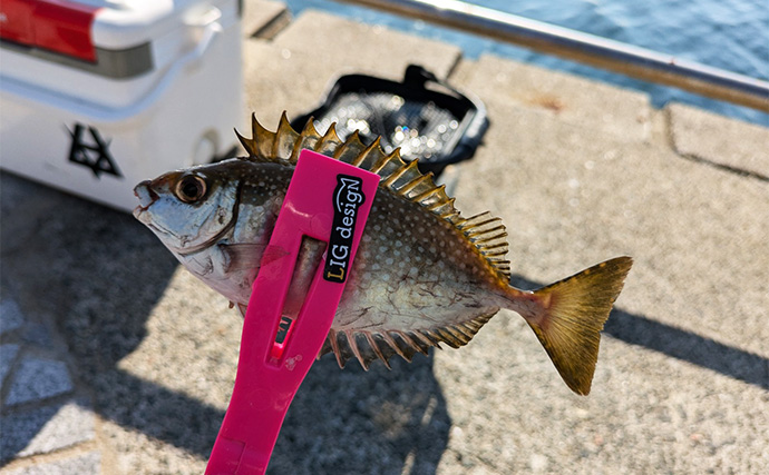 淡路島での堤防釣りでサヨリとガシラをキャッチ【兵庫】サヨリは30cm超えの良型ばかり