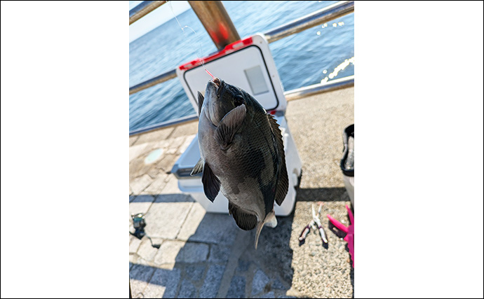 淡路島での堤防釣りでサヨリとガシラをキャッチ【兵庫】サヨリは30cm超えの良型ばかり