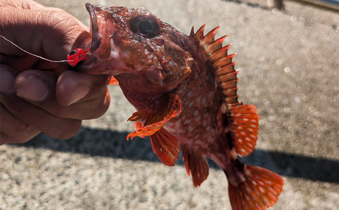 淡路島での堤防釣りでサヨリとガシラをキャッチ【兵庫】サヨリは30cm超えの良型ばかり