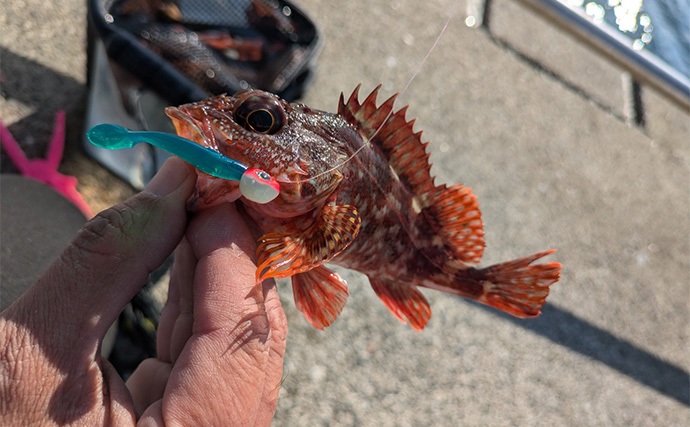 淡路島での堤防釣りでサヨリとガシラをキャッチ【兵庫】サヨリは30cm超えの良型ばかり