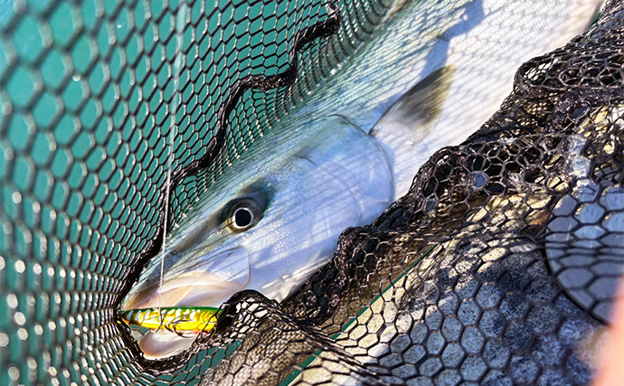 カヤックSLJ釣行で爆釣【神奈川・逗子〜江ノ島沖】ブリ族＆オオモンハタ＆ホウボウが連発