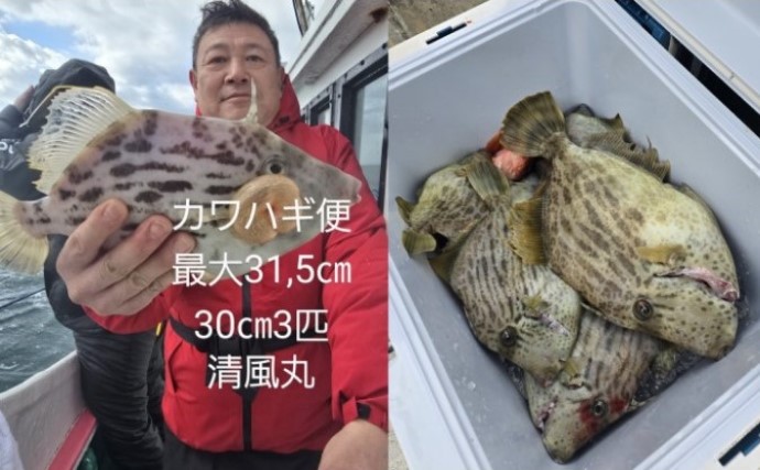 関西エリアの【船釣り特選釣果】タイラバで50cm級筆頭にシロアマダイが続々ヒット中！