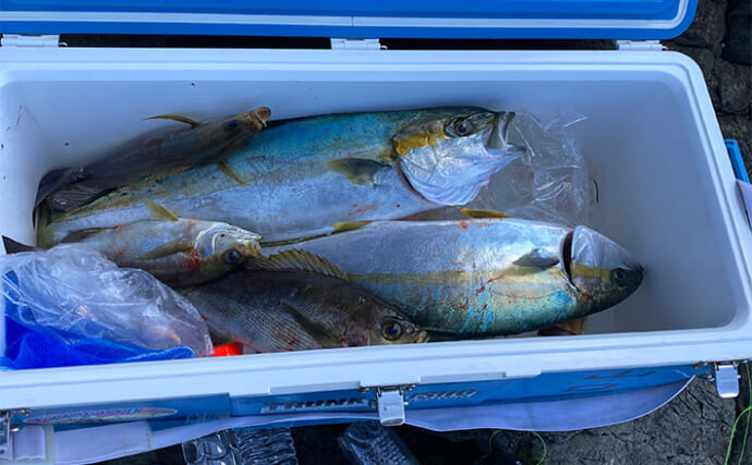 磯でのカゴ釣りで60cm級ヒラマサ2匹キャッチ【長崎・平戸】竿破損も嬉しい釣果に