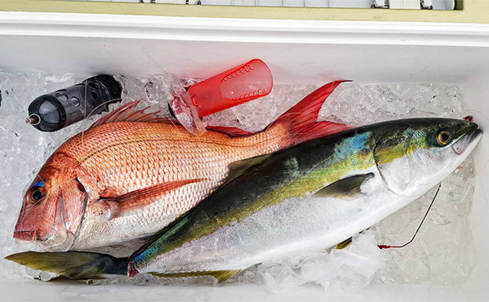 新潟沖コマセマダイ釣りで2kg級本命3尾手中【安盛丸】極太仕掛けで青物