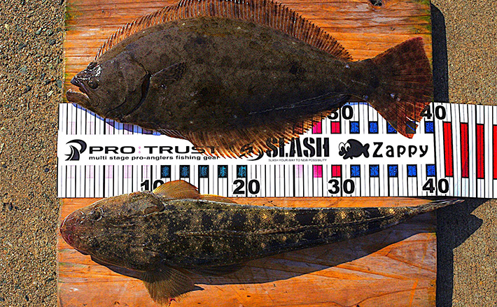 浅場サーフでのボートルアー釣行で40cmヒラメと43cmマゴチを