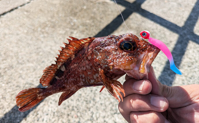 淡路島での堤防釣りでサヨリとガシラをキャッチ【兵庫】サヨリは30cm超えの良型ばかり