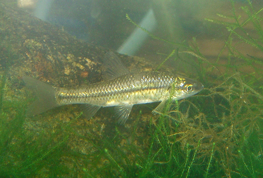 関東地方の河川で採集できる【淡水魚】20選　それぞれの特徴や飼育のポイントも解説