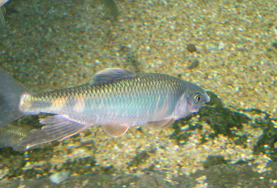 関東地方の河川で採集できる【淡水魚】20選　それぞれの特徴や飼育のポイントも解説